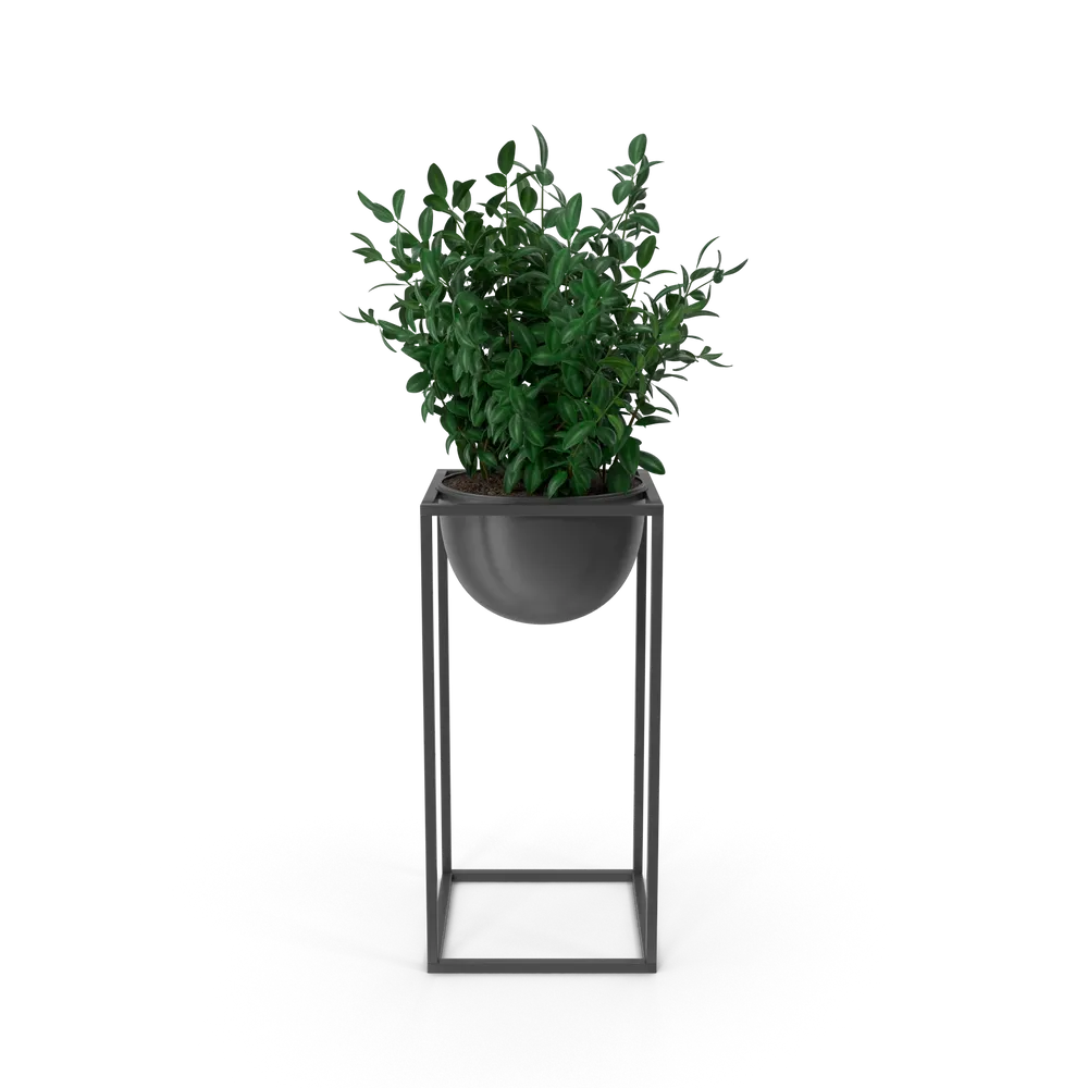 Dekorative Zimmerpflanze