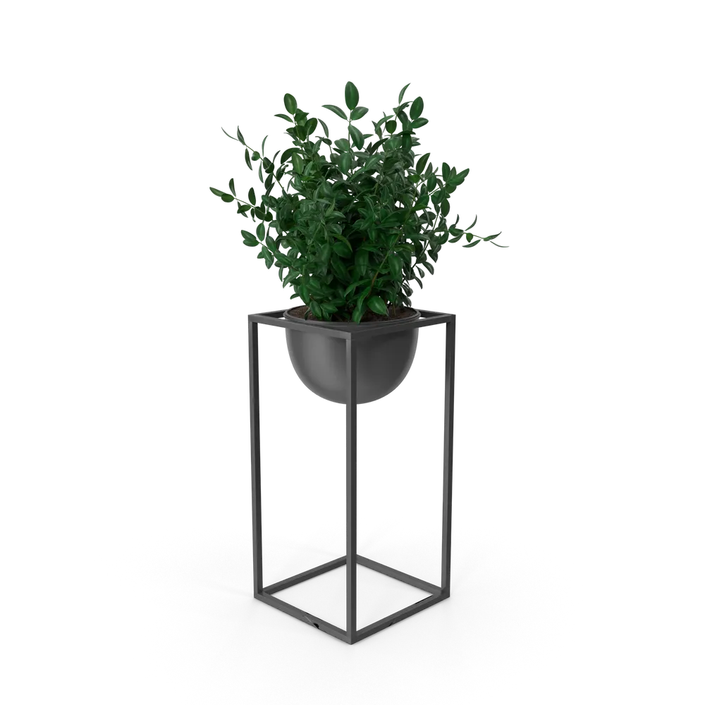 House Showpiece Plant